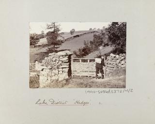 Lake District 'Hedges'