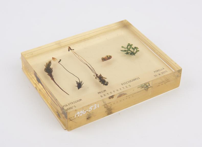 Bryophytes, preserved in perspex jar.