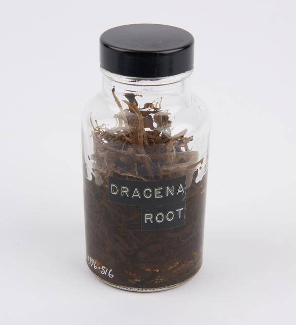 Dragena root, preserved in glass jar