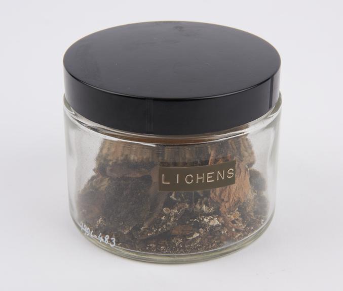 Lichens preserved in glass jar