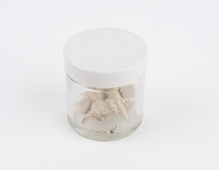 Bottle containing shells