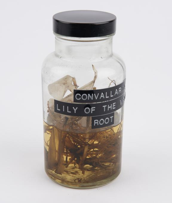 Convallaria, preserved in glass jar