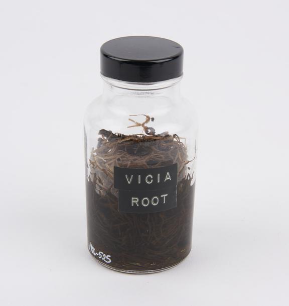 Vicia root, preserved in glass jar