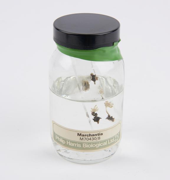 Marchantia, preserved in glass jar