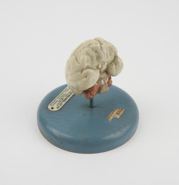 Model of the brain of a monkey by T. Gerrard and Co, London