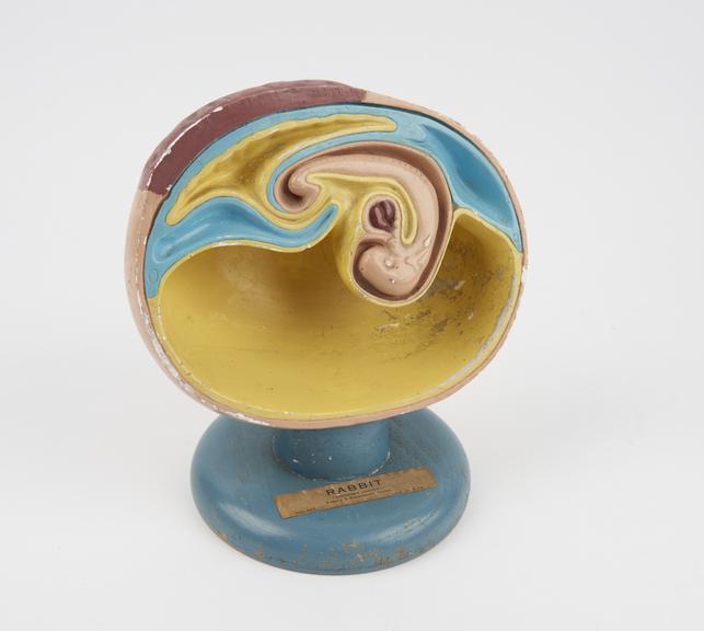 Model embryo of a rabbit  by T. Gerrard and Co, London