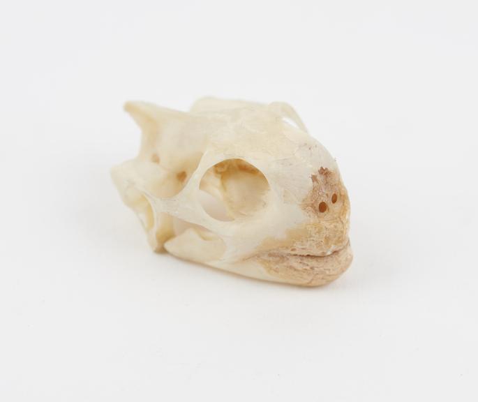 Skull of a tortoise