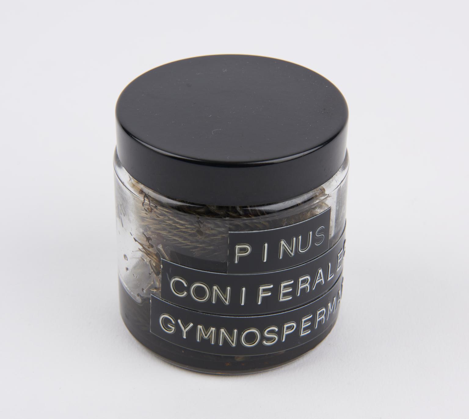 Pinus coniferales gymnospermae preserved in jar