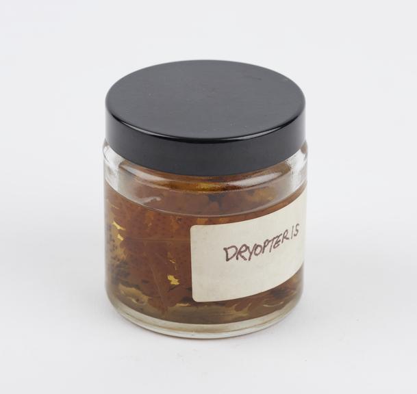 Drypoteris  preserved in glass jar