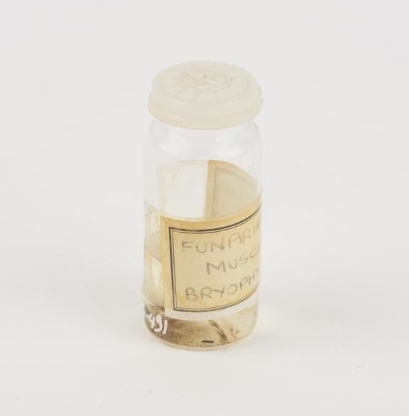 Funaria musci bryophya preserved in glass jar