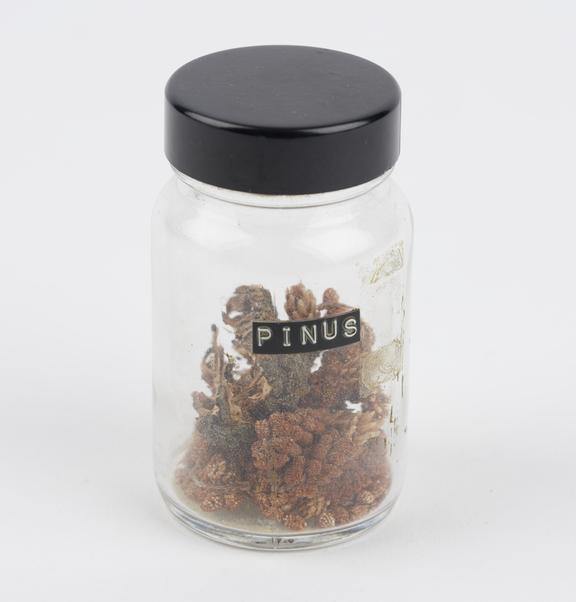 Pinus from T. Gerrard and Co preserved in glass jar