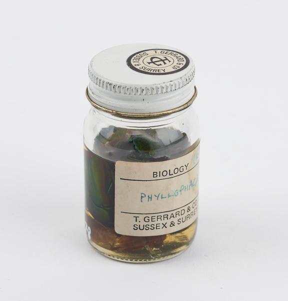 Jar containing phyllophaga