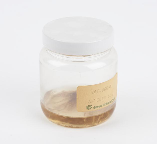 Jar with label 'ZCF 660 K antedon sp.'