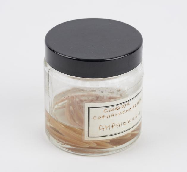 Jar containing Cordata cephalocordata amphioxus