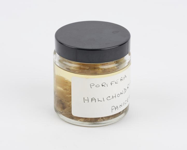 Jar containing Porifera halichondria panicea