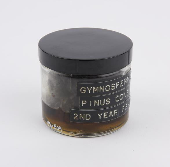 Gymnospermae pinus cone 2nd year female, preserved in glass jar