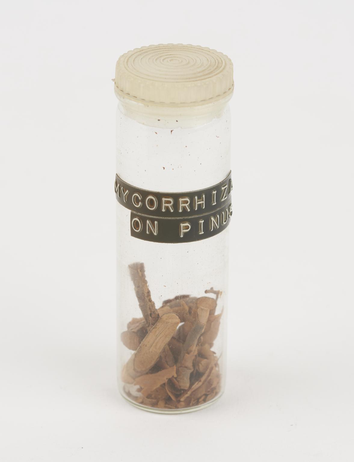 mycorrhiza-on-pinus-preserved-in-glass-jar-science-museum-group