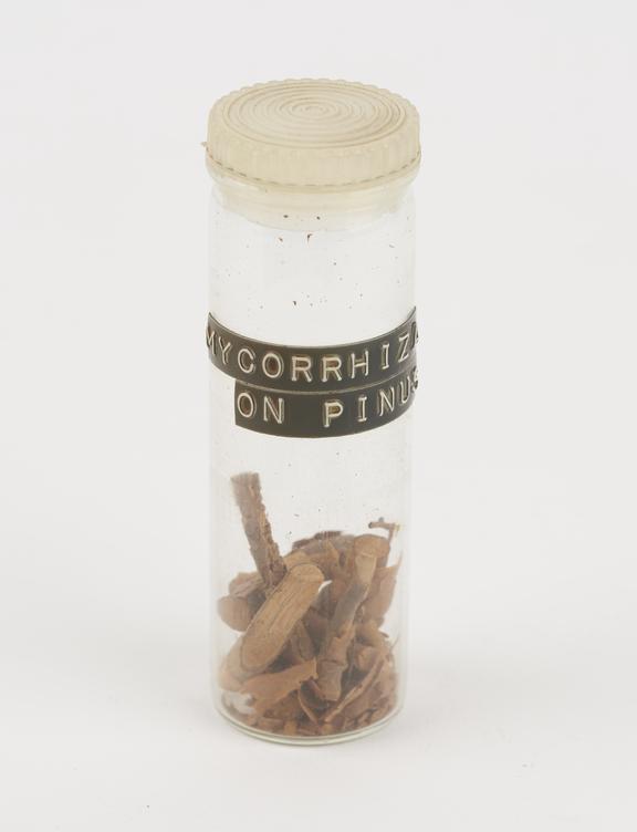 Mycorrhiza on pinus preserved in glass jar