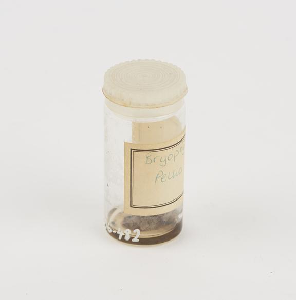 Bryophyta pellia capsules preserved in glass jar