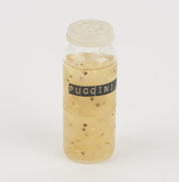 Puccinia teleutospores preserved in glass jar