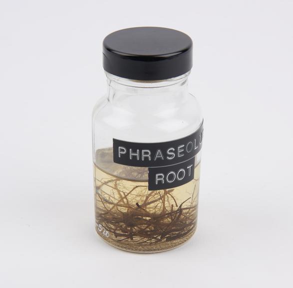 Phraseolus root, preserved in glass jar