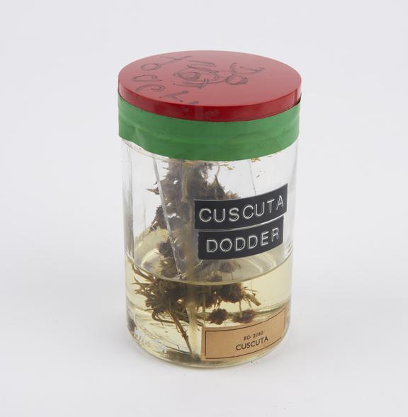 Cuscuta dodder, preserved in glass jar