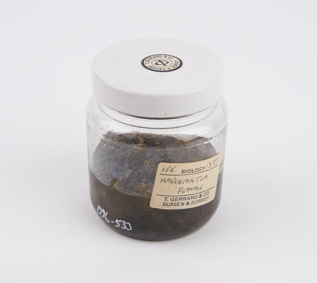 Marchantia liverwort, preserved in glass jar