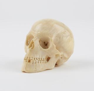 Model of skull with teeth