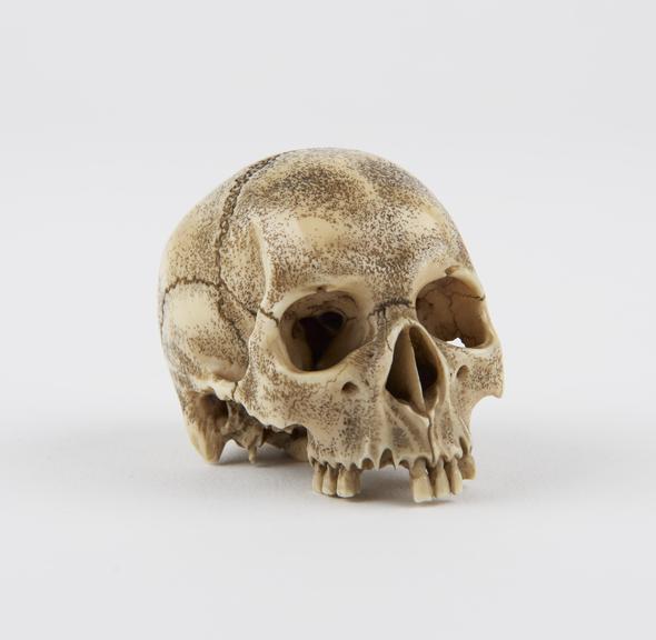 Staghorn model skull, finely carved in every detail