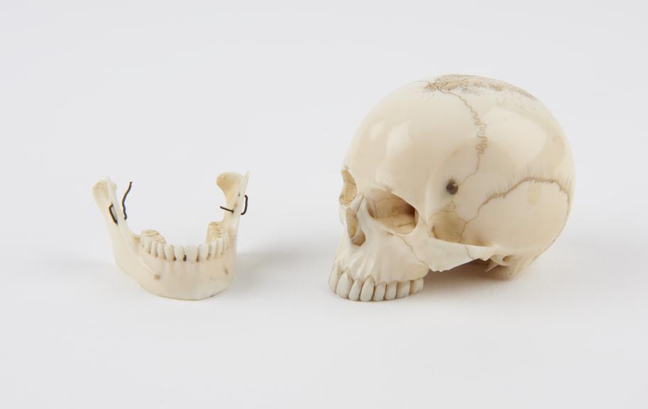 Ivory model of a skull finely carved with all detail including