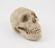 Plaster cast copy of a microcephical skull of a 24 year old