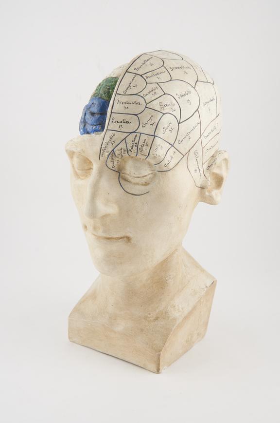 Plaster phrenological head