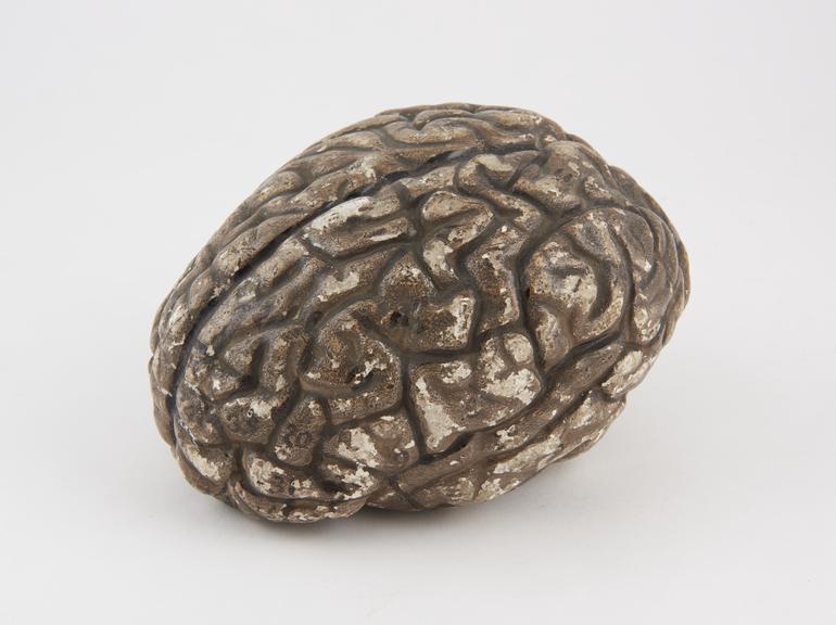 Plaster cast of human brain