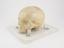 Phrenological demonstrative skull cast in plaster from the head