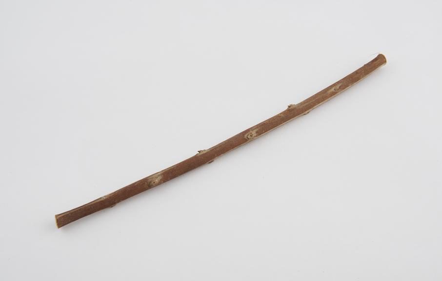 Stick toothbrush, Indian, 1900-1937