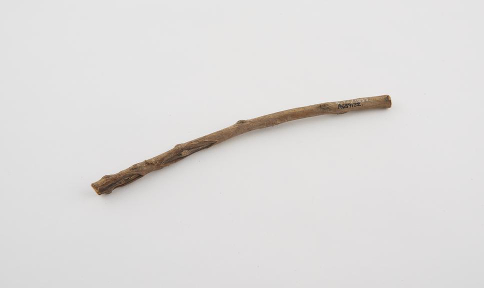 Datoon toothbrush made from twig, from Calcutta bazaar