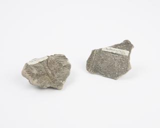 Two pieces of rock containing pentacrinite fossils
