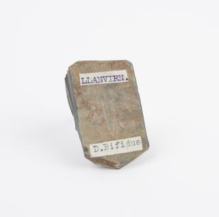 Piece of  slate containing a two armed fossil