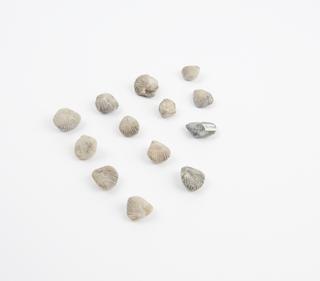 Thirteen small fossils of bi-valves, complete on both sides