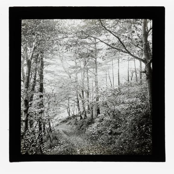 A magic lantern slide of Score Wood, Ilfracombe by Birt Acres