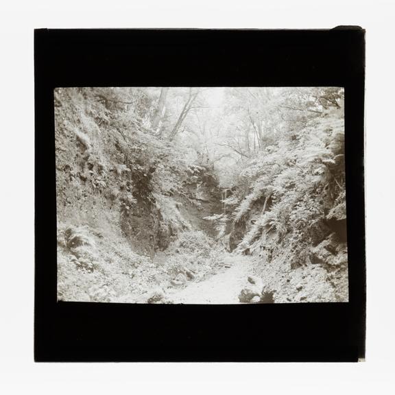 A magic lantern slide of woodland by Birt Acres, c. 1893.