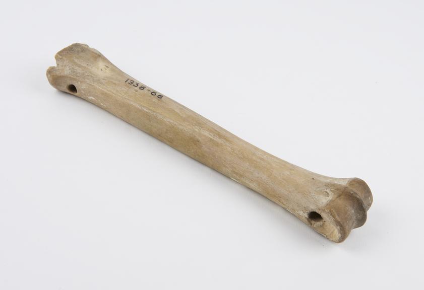 Copy (in bone) of bone ice-skate of about A.D