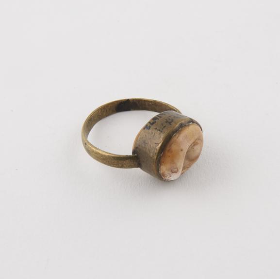 Brass finger ring, set with 2 opercula back to back