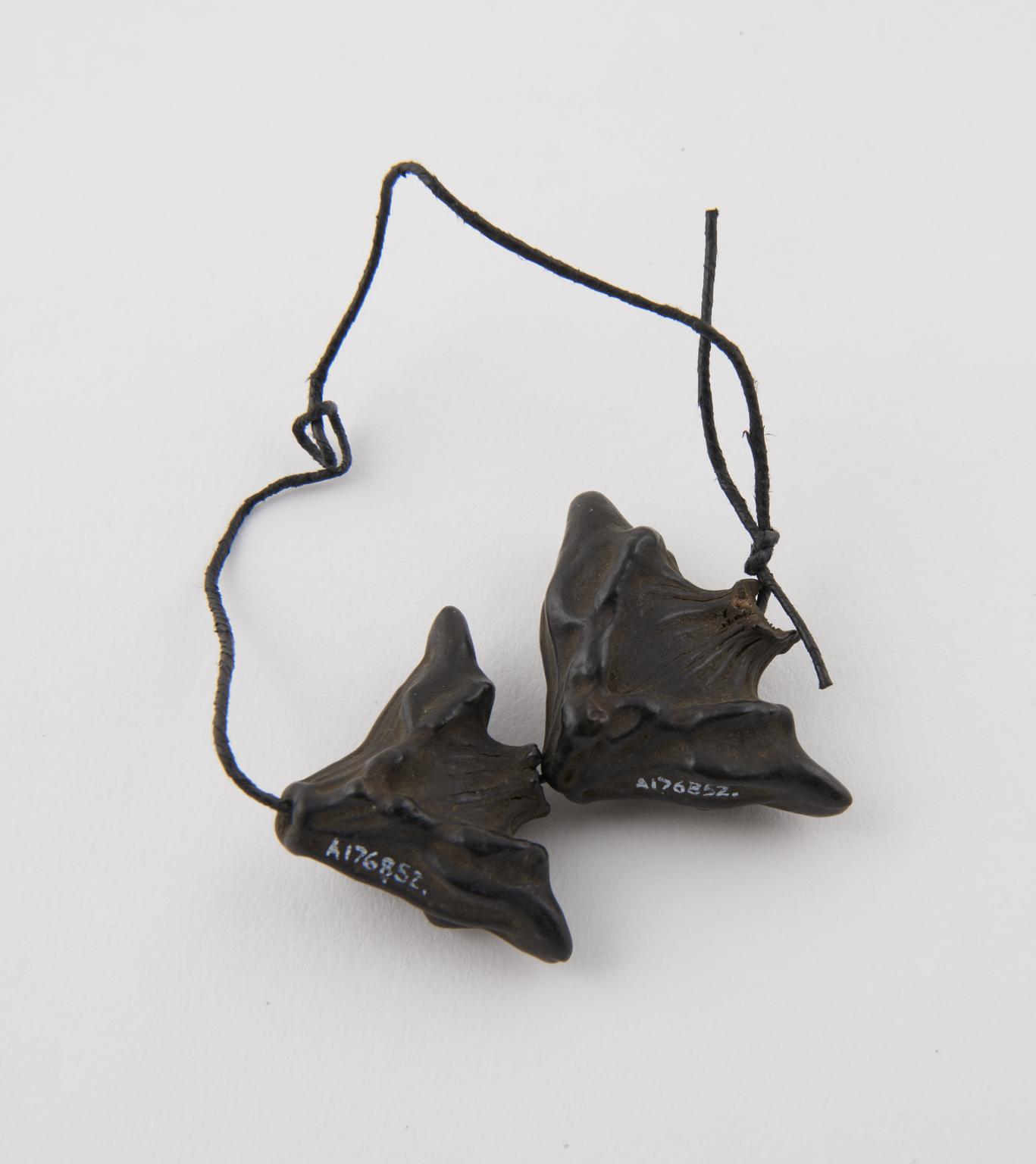 Sticky Triangular Seed 2 knobbly triangular seed pods threaded onto string | Science Museum ...
