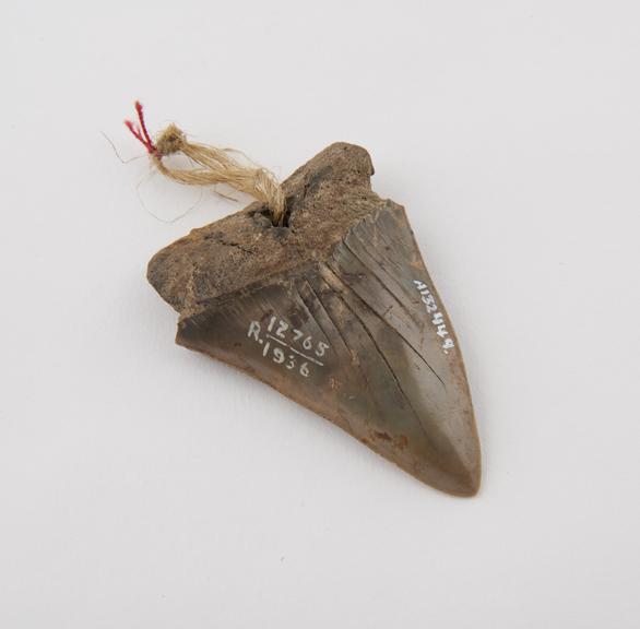 Fossilised shark's tooth