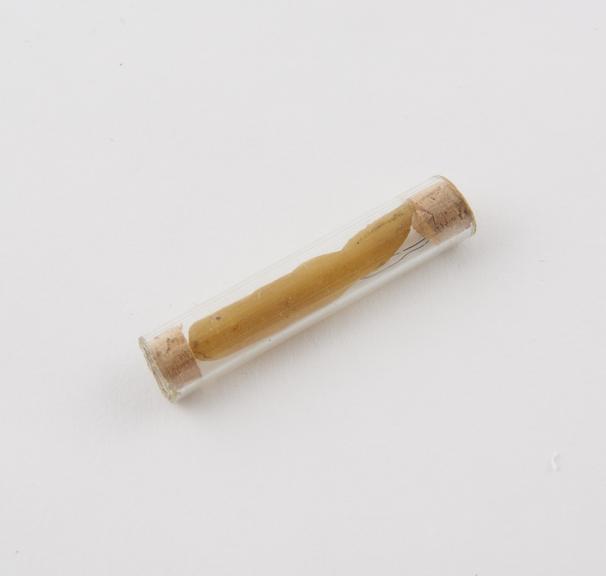 Wax model of phallus in small glass phial, Lovett collection