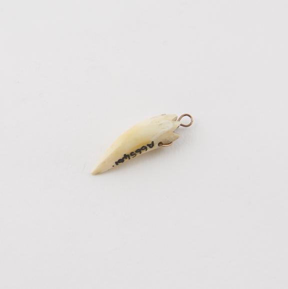 Animal's incisor tooth amulet with laterally pierced brass wire