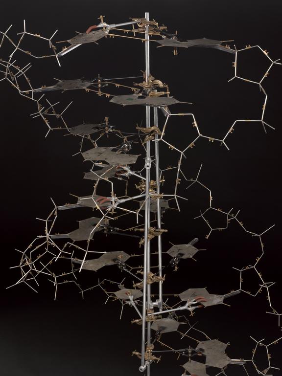 Crick And Watsons Dna Molecular Model Science Museum Group Collection