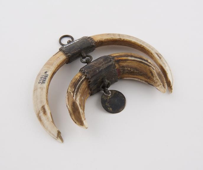 2 semi-circular tusks, from London, English, 1800-1920