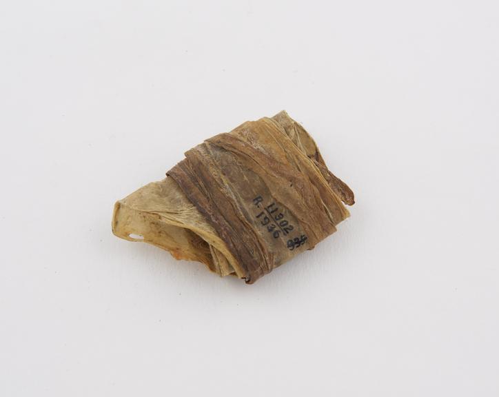 Dried eel skin, rolled up